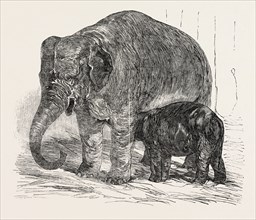 ELEPHANT CALF, IN THE MENAGERIE OF THE ZOOLOGICAL SOCIETY, REGENT'S PARK, LONDON, UK, 1851