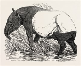 MALAYAN TAPIR, IN THE MENAGERIE OF THE ZOOLOGICAL SOCIETY, REGENT'S PARK, LONDON, UK, 1851
