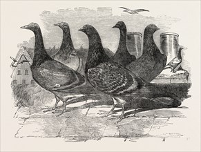 CARRIER PIGEONS FOR THE RENEWED BRANCH EXPEDITION IN SEARCH OF SIR JOHN FRANKLIN, 1851 engraving