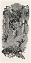 HUMMING BIRDS, FROM MR. GOULD'S COLLECTION, IN THE GARDENS OF THE ZOOLOGICAL SOCIETY, REGENT'S