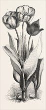 1. SEEDLING TULIP, RAISED BY MR. GROOM. 2. FEATHERED BIZARD TULIP: DR. HORNER 3. WILD TULIP OF THE
