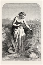 EXHIBITION OF THE SOCIETY IN WATER COLOURS: THE LILY BY J.J. JENKINS, 1851 engraving