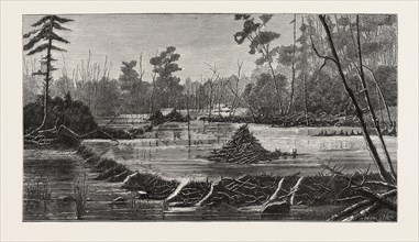 THE INTRODUCTION OF BEAVERS INTO ENGLAND, A BEAVER LODGE AND DAM, UK