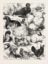 THE POULTRY, PIGEON, AND RABBIT SHOW AT THE CRYSTAL PALACE, LONDON, UK; Fantail, Bart, Lop eared