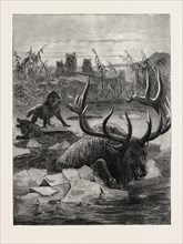 A STAG'S RACE FOR LIFE, 1873 engraving