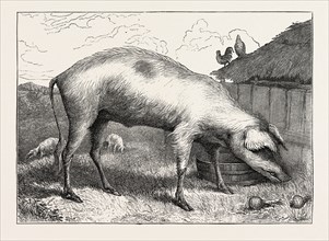 FRENCH HOG, BY EDWIN LANDSEER, 1802-1873, PAINTER, 1873 engraving