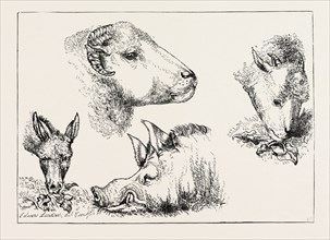 HEADS OF BOAR AND SHEEP, BY EDWIN LANDSEER, 1802-1873, PAINTER, 1873 engraving