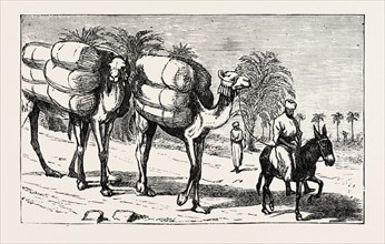 BRINGING COTTON DOWN TO THE BOATS, EGYPT, 1873 engraving