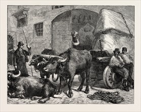 THE RAW MATERIAL: A TEAM OF BUFFALOES BRINGING MARBLE TO A SCULPTOR'S STUDIO IN ROME, ITALY, 1873