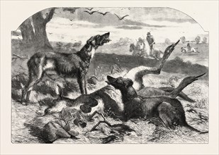 DEATH OF A RED FORESTER OR OLD MAN KANGAROO, 1860 engraving