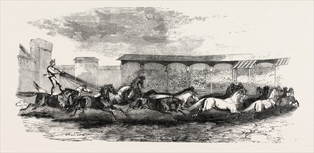 THE PARIS HIPPODROME: SEVENTEEN HORSES DRIVEN BY M. MARIN, FRANCE, 1860 engraving