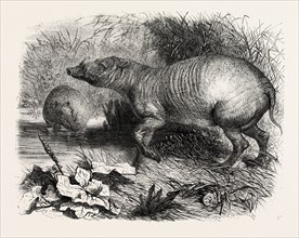 THE BABIRUSSA, RECENTLY ADDED TO THE ZOOLOGICAL SOCIETY'S GARDENS, REGENT'S PARK, LONDON, UK, 1860