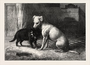 LANDSEER'S PET DOG "TINEY" AND PET CAT
