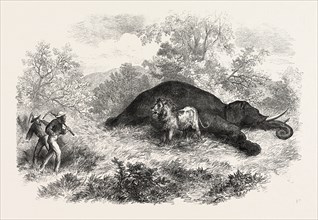 SKETCHES OF SOUTH AFRICAN TRAVEL: THE LION AND DEAD ELEPHANT