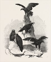 AUSTRALIAN EAGLES IN THE MENAGERIE OF THE ZOOLOGICAL SOCIETY, REGENT'S PARK, LONDON, UK