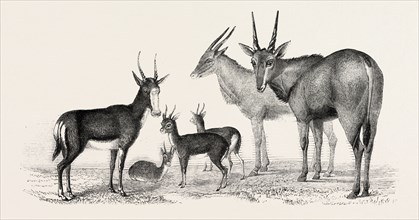 THE EARL OF DERBY'S MENAGERIE, AT KNOWSLEY, UK: BOUTE BOK, GAZELLES, MALE AND FEMALE ELANDS