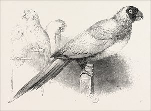 THE EARL OF DERBY'S MENAGERIE, AT KNOWSLEY, UK: MASKED PARROT