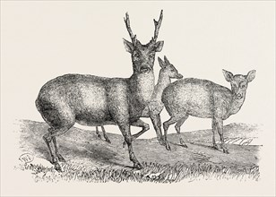THE EARL OF DERBY'S MENAGERIE, AT KNOWSLEY, UK: MALE AND FEMALE HOG DEER