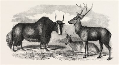 SALE OF THE KNOWSLEY MENAGERIE: YAK AND BARA SINGHA DEER (MALE AND FEMALE)