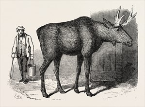 SALE OF THE KNOWSLEY MENAGERIE: ELK
