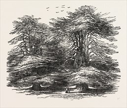 CEDARS, AT CHORLEY WOOD HOUSE, HERTFORDSHIRE, UK