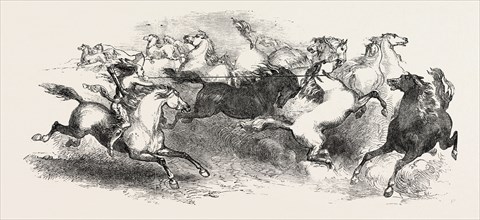 MR. EATON STONE'S CAPTURE OF THE WILD HORSE OF THE PRAIRIE