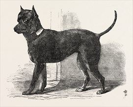 TERRIER (LIFE-SIZE), IN THE GREAT EXHIBITION, LONDON, UK