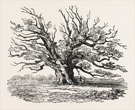 THE FAIRLOP OAK IN HAINAULT FOREST, SIXTY YEARS SINCE