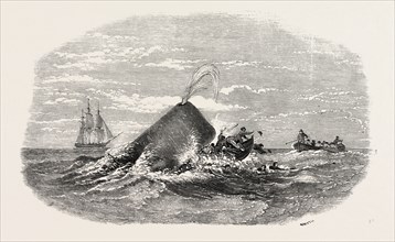 DESTRUCTION OF THE LARBOARD BOAT OF THE "ANN ALEXANDER," BY A SPERM WHALE, IN THE SOUTH PACIFIC