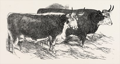 SMITHFIELD CLUB PRIZE CATTLE: PRINCE ALBERT'S HEREFORD OX AND MR. WILLIAM HEATH'S HEREFORD OX