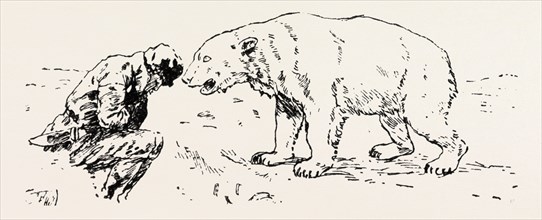 AN ENCOUNTER WITH AN POLAR BEAR, 1893 engraving