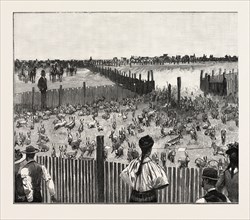 DRIVING JACK-RABBITS INTO A CORRAL, FRESNO, CALIFORNIA, UNITED STATES OF AMERICA, US, USA, 1893