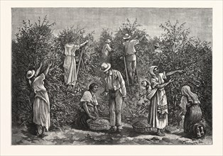 COFFEE COSTA RICA, engraving 1880