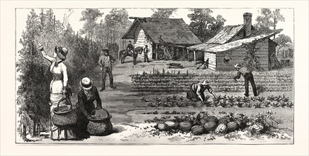 ENGLISH GARDEN. SCENES RUGBY, THE ENGLISH COLONY TENNESSEE, engraving 1880, US, USA, America