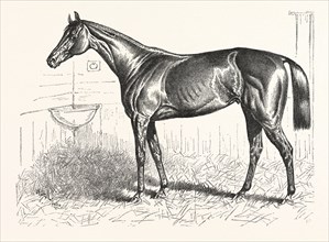 AN AMERICAN RACER IN ENGLAND, MR. KEENE'S "FOXHALL," WINNER OF THE BRETBY NURSERY PLATE, DRAWN H.