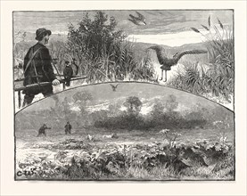 REVIVAL OF FALCONRY, US, USA, AMERICA, UNITED STATES, AMERICAN, ENGRAVING 1880