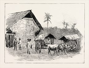 DRYING SHEDS FOR TOBACCO, SUMATRA, INDONESIA, 1890 engraving