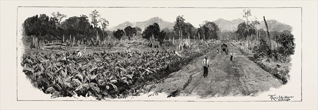 THE CULTIVATION OF TOBACCO IN SUMATRA, INDONESIA: THE GROWING CROP, 1890 engraving