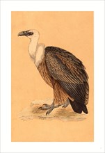 British 19th Century, Griffon Vulture, hand-colored lithograph