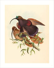 John Gould and W. Hart (British, active 1851  1898 ), Drepanornis albertisi (Black-billed