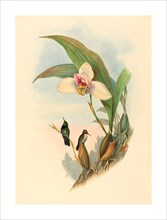John Gould and H.C. Richter (British, 1804  1881 ), Myiabeillia typica (Abeille's Hummingbird),