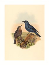 John Gould and H.C. Richter (British (?), active 1841  active c. 1881 ), Petrocossyphus cyanus