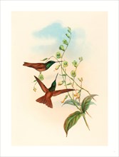 John Gould and H.C. Richter (British, 1804  1881 ), Diphogena aurora (Gould's Rainbow), colored