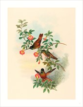 John Gould and H.C. Richter (British (?), active 1841  active c. 1881 ), Helianthea eos (Golden
