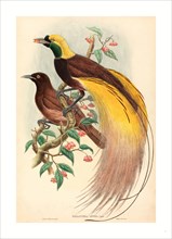 John Gould and W. Hart (British, 1804 - 1881 ), Bird of Paradise (Paradisea apoda), published 1875