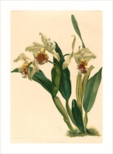 Gustav Leutzsch after Henry George Moon (German (?), active 19th century ), Cattleya Rex,