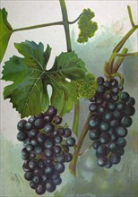 Wine grapes, vine, agriculture, fruit, food and drink, grape, plant, ripe, season, natural,