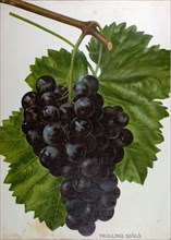 Wine grapes, vine, agriculture, fruit, food and drink, grape, plant, ripe, season, natural,