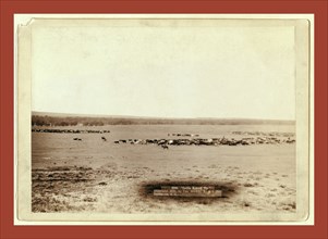 Cattle round up, John C. H. Grabill was an american photographer. In 1886 he opened his first