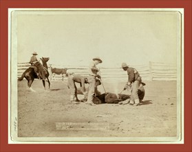 Branding calves on roundup, John C. H. Grabill was an american photographer. In 1886 he opened his